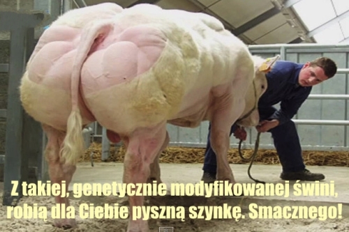 Swinia GMO 2